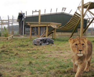 Nuestros leones en su hábitat